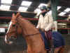 DSCN2242.jpg (118728 octets)