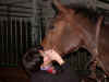 DSCN6576.jpg (104582 octets)